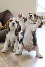 Pin By Kloe Thomas On Beagle Cute Puppies Cute Dogs Cute