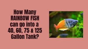 how many rainbowfish can i put in a tank