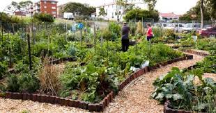randwick organic community garden