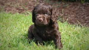 Take a look at our puppies page to see our available puppies. Boykin Spaniel Puppies Price Off 69 Www Usushimd Com
