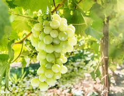 Quando invece il vino base è prodotto con uve raccolte in un unico anno, allora lo champagne è millésime. Ortofrutta Biologica Prime Quotazioni Per L Uva Italia