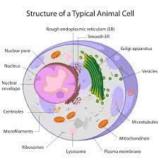 Genetic material nucleoid represents the genetic material incase of prokaryotes that is naked, not enveloped by a nuclear membrane. Cell Structure