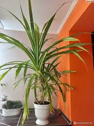 Панданус - «Неубиваемое растение живёт у меня уже более 10 лет. Моя  вариация укрощения строптивого и советы начинающим пальмоводам... » |  отзывы