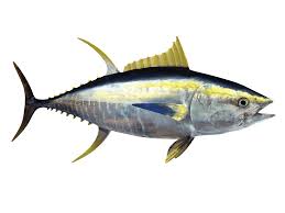 learn about the yellowfin tuna fishing