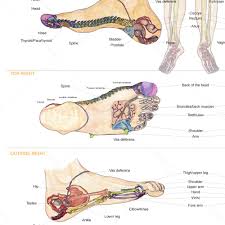 Bts Foot Chart Small Balancing Touch Reflexology