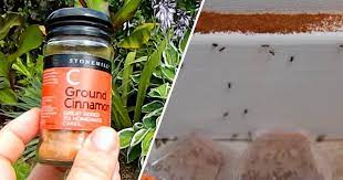 ants in your vegetable garden