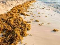 Is there still seaweed in Playa del Carmen?