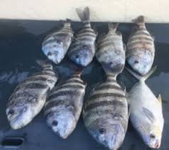how to cook sheepshead best recipes