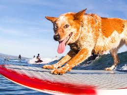 skyler the surfing dog surgery fund