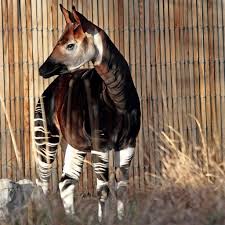 What is the Okapi Life Cycle?