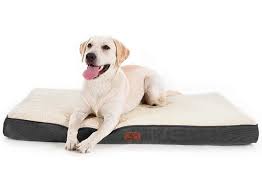 Best Dog Beds For Large Dogs Review