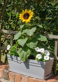 Pick a dwarf variety of sunflowers for best results, since larger varieties grow best in the ground. Growing Sunflowers In Pots Easy Step By Step Guide Growing Family