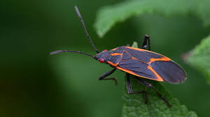 10 boxelder bug questions answered