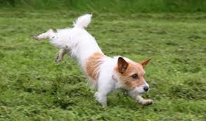 Image result for jack russell