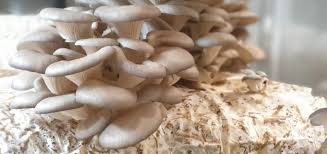 Mushroom To Grow