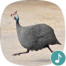 Guineas lay small light brown pointed eggs, the egg shells are very hard compared to a chickens egg. Appp Io Guinea Fowl Sounds Apps On Google Play