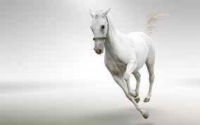 white horse stute hd wallpaper peakpx