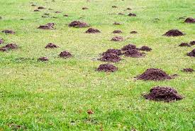is it moles or voles what is invading