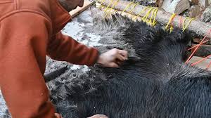 moose hide part 1 prepping the hide