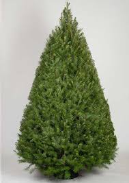 Fir is listed in the world's largest and most authoritative dictionary database of abbreviations acronym. Douglas Fir Xmas Tree Online Hk