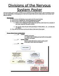 Divisions Of The Nervous System Poster Project