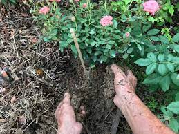 how when to fertilize roses for big