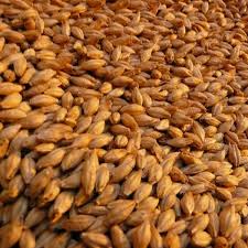 what is barley and how do you cook with