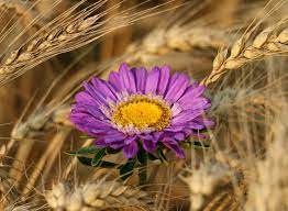 ライ麦 トウモロコシの穂 花 - Pixabayの無料写真 - Pixabay