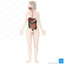 large intestine anatomy blood supply