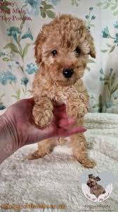 sedgysminime rusty red toy poodle puppy