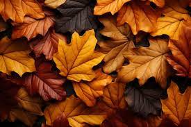 fall leaves wallpaper images free