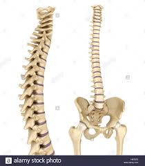 Spinal Cord Injury Cut Out Stock Images Pictures Alamy