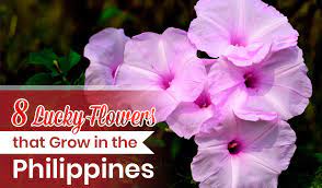 8 lucky flowers that grow in the
