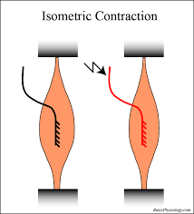skeletal muscle contractions