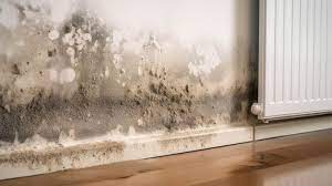 How Much Is Atlanta Mold Removal