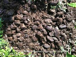 composted horse manure as vegetable