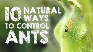 10 natural ways to get rid of ants