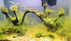 fish tank with green algae