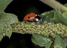 what do ladybugs eat complete guide