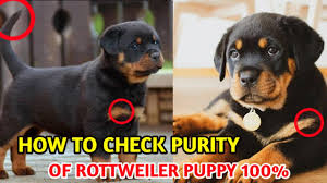 how to check pure rottweiler breed in