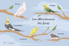 What are the goals of pet hospice care? 8 Top Low Maintenance Pet Bird Species