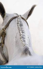 马编辫子与按钮辫子库存照片. 图片包括有敌意, 按钮, 西班牙, 骑马, 体育运动, 空白, 鬃毛- 111950668