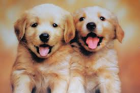 pc puppies cute hd wallpaper