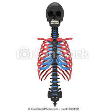 The girl doctor works on the front line. 3d Illustration Of Human Body Ribs Cage Anatomy The Rib Cage Is An Arrangement Of Bones In The Thorax Of All Vertebrates Canstock