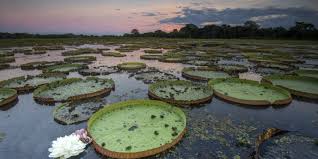 O Pantanal é latino - Observatorio Pantanal