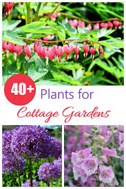 Cottage Garden Plants Perennials