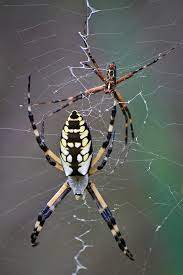 male and female yellow garden spiders
