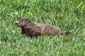 8 ideas for how to get rid of groundhogs