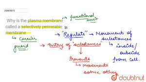 Why is the plasma membrane called a selectively permeable membrane