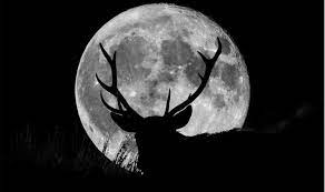 Having two aquarian full moons back to back indicates that these moons will work in harmony with one another. Full Moon In July 2021 Buck Moon In Northern Hemisphere Wolf Moon In Southern Hemisphere Physics In My View